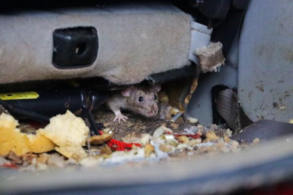 San Diego Humane Society rescues 78 rats found living in squalor inside a van in Escondido, Calif., on June 6, 2023. (Courtesy of San Diego Humane Society)