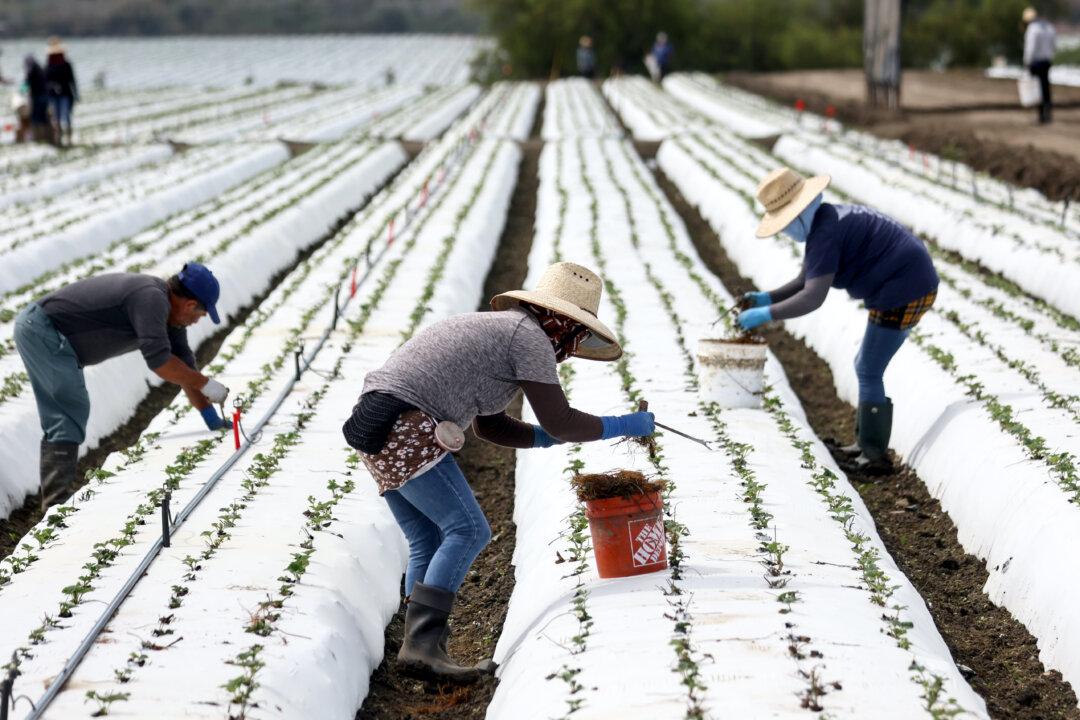 Newsom Signs Bill Eliminating Union Vote-by-Mail for Farm Workers