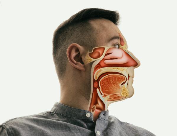 <span class="caption">We’re not really sure why we evolved to have sinuses—but they work. </span>(SvetaZi/Shutterstock)