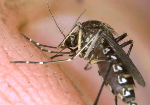 Why More Mosquitoes Are Showing Up in Canada