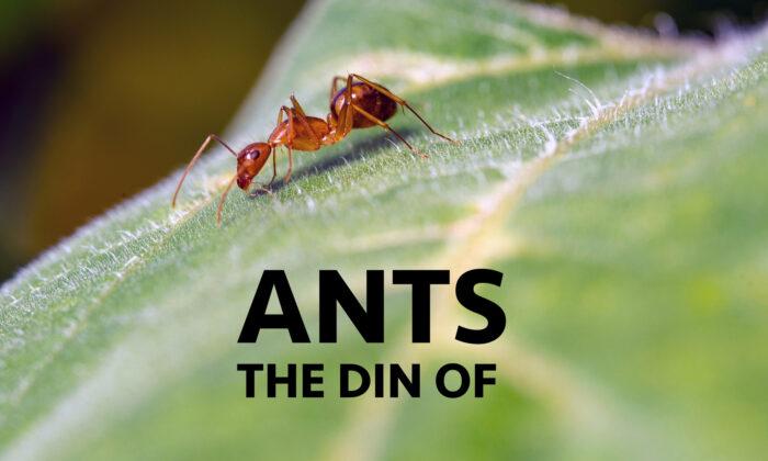 The Din of Ants