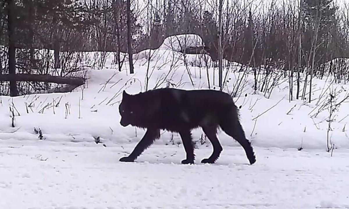 'It's Almost Surreal': Rare Lone Black Wolf Caught on Wildlife Camera in Minnesota