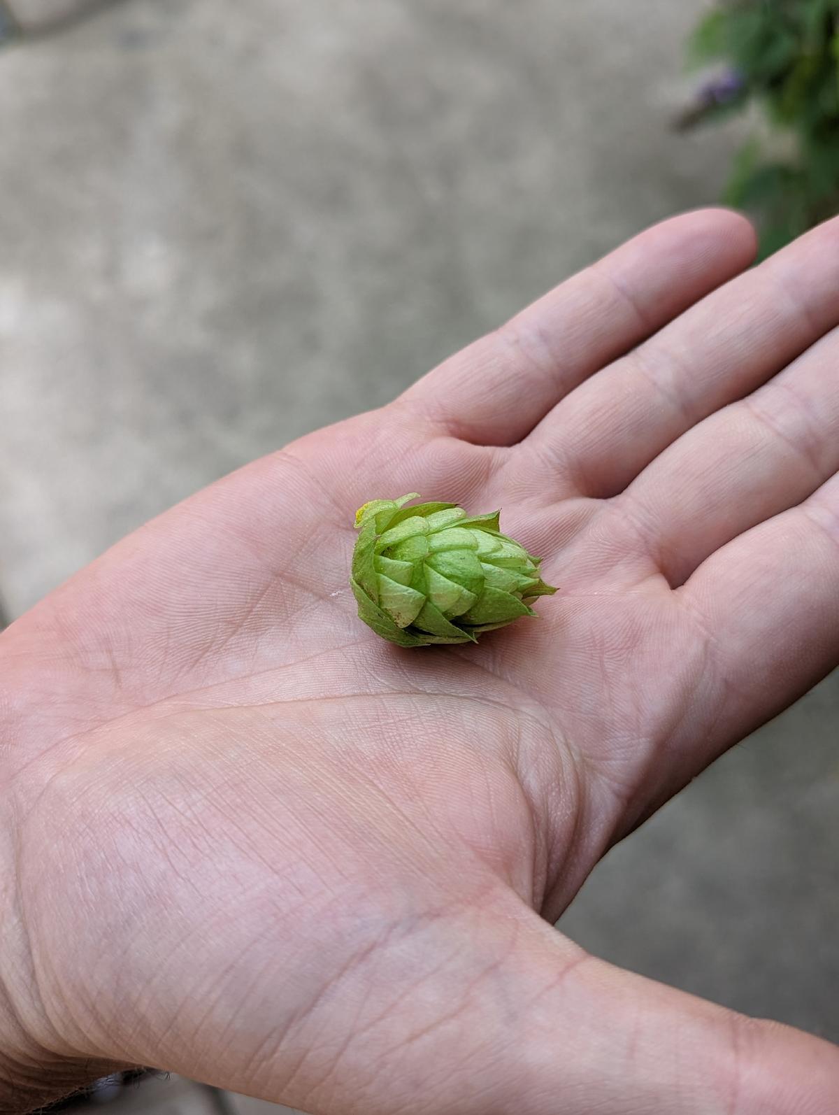 Hop is the plant, and hops are the flowers that give beer its bitter taste and fruity flavors. (Courtesy of Athena Lucero)