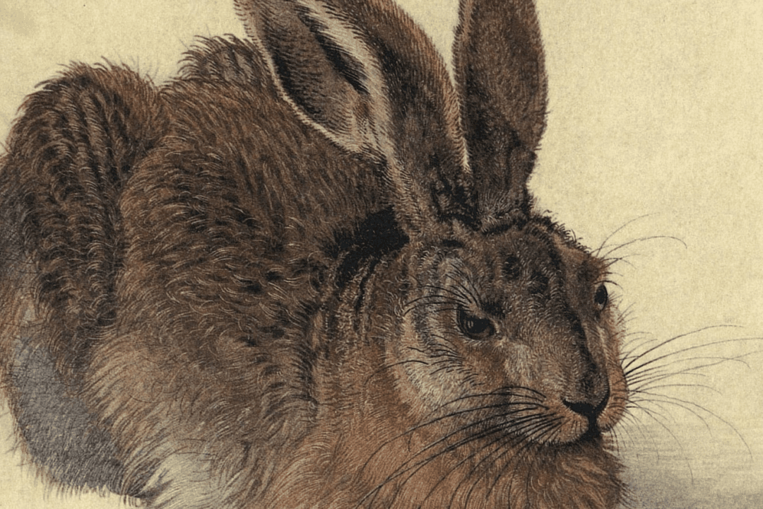 It’s All in the Details: Dürer’s ‘Young Hare’