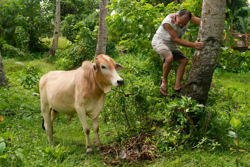 A farmer ties his cow as they bring them to a pooling center outside the "permanent danger zone" near Mayon Volcano in Daraga, Albay province, Philippines, on June 11, 2023. (Aaron Favila/AP Photo)