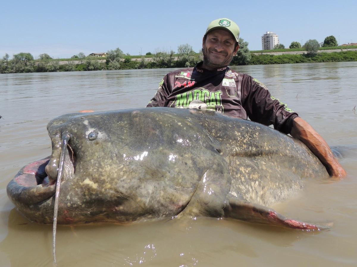 Biancardi shows off his catfish, measuring over 9 feet long (approx. 2.7 meters). (Courtesy of <a href="https://www.instagram.com/alebiancardi_catfishing_madcat/">Alessandro Biancardi</a>)