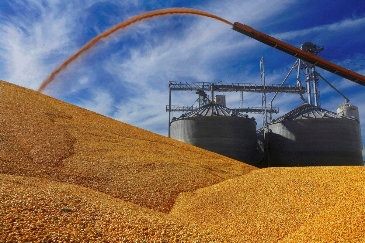 Central Illinois farmers deposit harvested corn on the ground outside a full grain elevator in Virginia, Ill., on Sept. 23, 2015. (Seth Perlman/AP Photo)