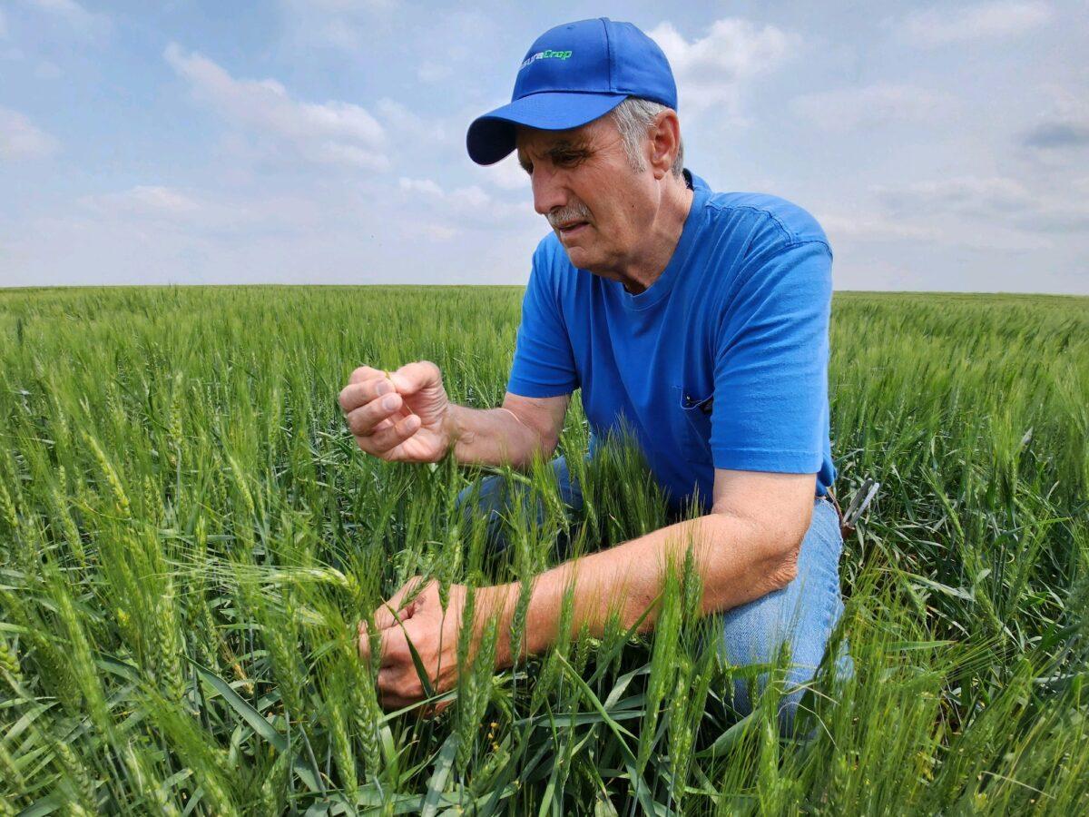 South Dakota farmer Ed Fischbach inspects a kernel of winter wheat on June 10, 2023. (Allan Stein/The Epoch Times)