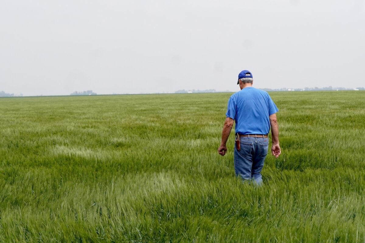 South Dakota farmer Ed Fischbach walks across his winter wheat field on June 10, 2023. (Allan Stein/The Epoch Times)