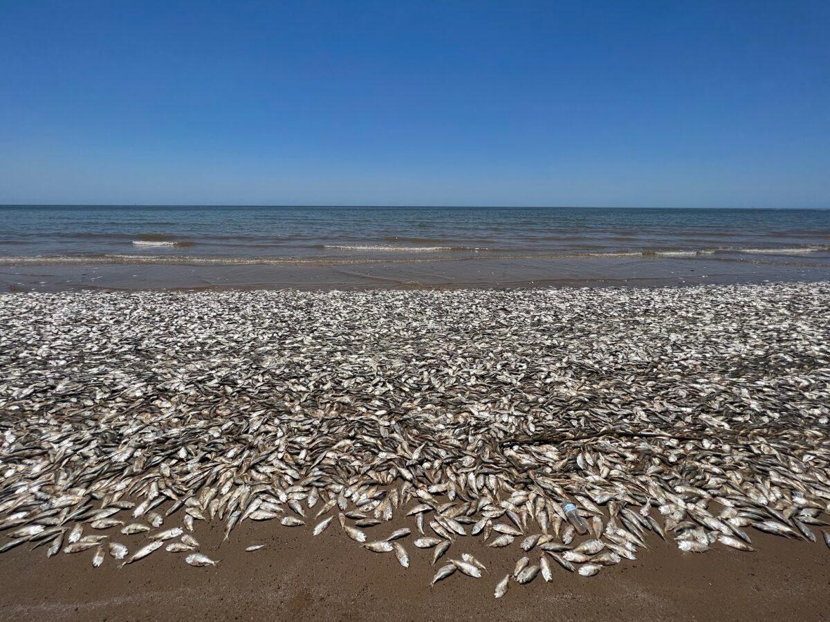 'Fish kill' in Quintana County Beach, Texas, in June 2023. (Courtesy of Quintana Beach County Park's Department)