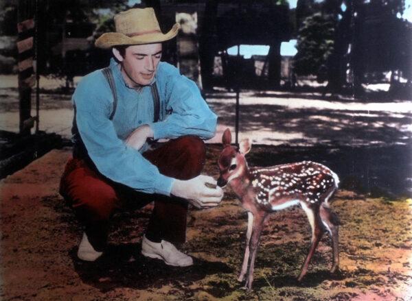 Penny Baxter (Gregory Peck) gives a young deer to his son to raise, in "The Yearling." (MovieStillsDB)