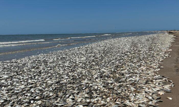 Texas Beaches Cleared After Inundated With Thousands of Dead Fish From ‘Fish Kill’