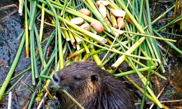 California Government Works to Nip Invasive Nutria Infestation in the Bud