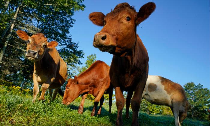 USDA Will Take Steps to Ensure Accurate Animal Welfare Claims on Meat, Poultry Packaging