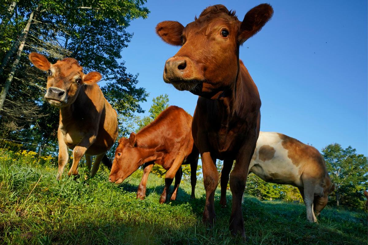 USDA Will Take Steps to Ensure Accurate Animal Welfare Claims on Meat, Poultry Packaging