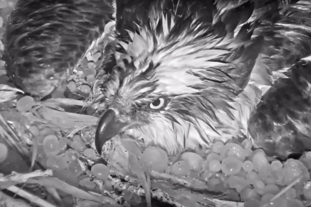 Mama Osprey Braves Colorado Hail Storm to Protect Unhatched Eggs—Here’s the Live Camera Footage