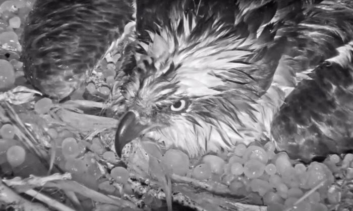 Mama Osprey Braves Colorado Hail Storm to Protect Unhatched Eggs—Here’s the Live Camera Footage