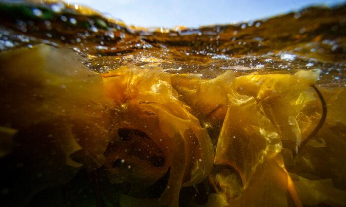 Unique Kelp Puts Tasmania’s King Island on World Map