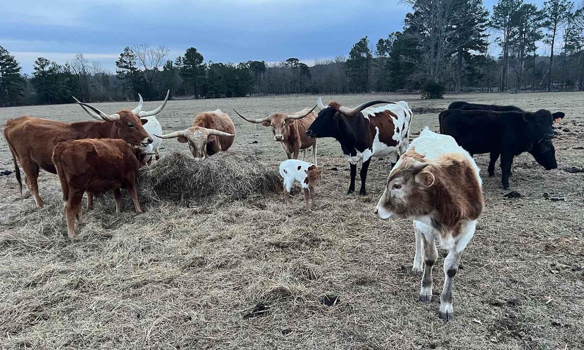 Longhorn bull livestock on the Wilders' plot. (Courtesy of <a href="https://www.youtube.com/@TheTexasBoys">The Texas Boys</a>)