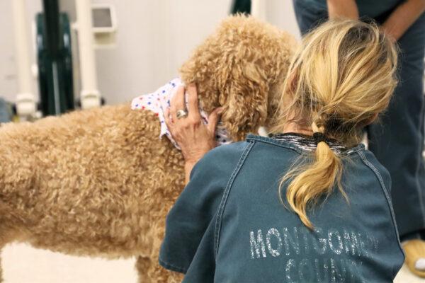 A therapy dog visits an inmate at the Montgomery County jail in Ohio. (Courtesy of Christine Bevins)