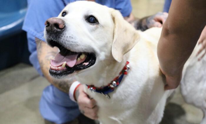 How Dogs Are Revolutionizing Mental Health in an Ohio Jail