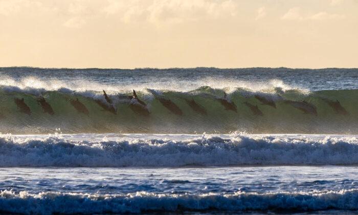 Just Having Fun: Rare Photos of an Entire Pod of Dolphins Surfing a Morning Wave in Sync