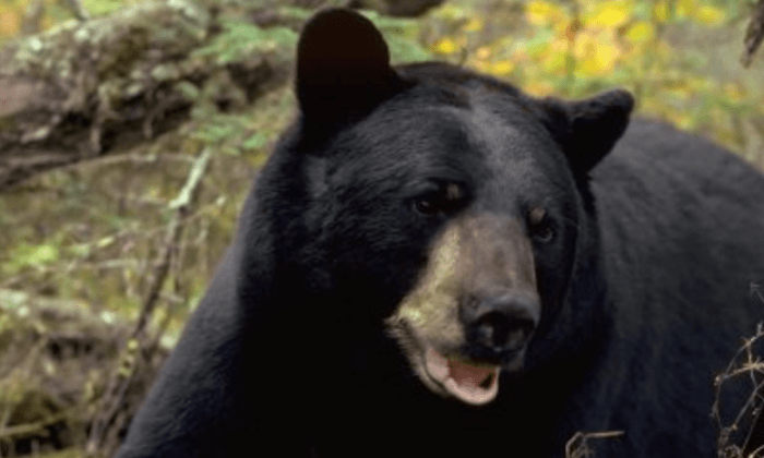 Connecticut Officials Used a Bear to Skirt Warrant Requirements, Spy on Landowners