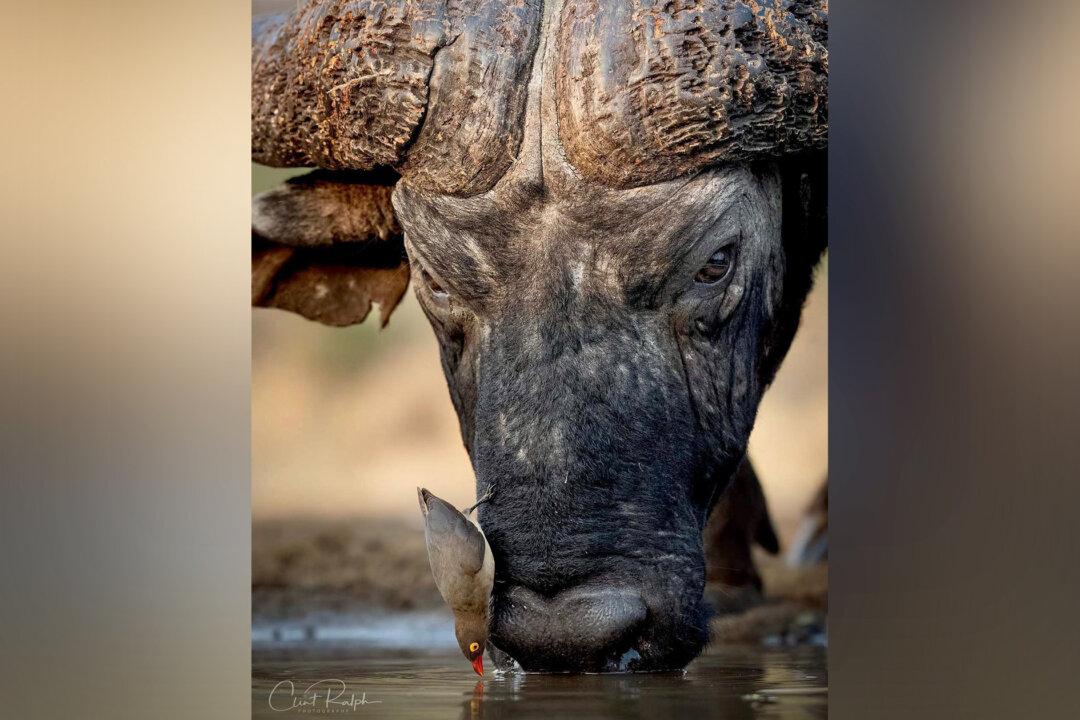 ‘A Nice Symbiotic Relationship’: Photographer Snaps Red-Billed Oxpecker Lands on an African Buffalo’s Face to Drink Water