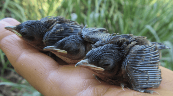 Three healthy baby Purple-crowned Fairy-wrens encountered during the field trip in May 2023. (Ariana LaPorte/Monash University)