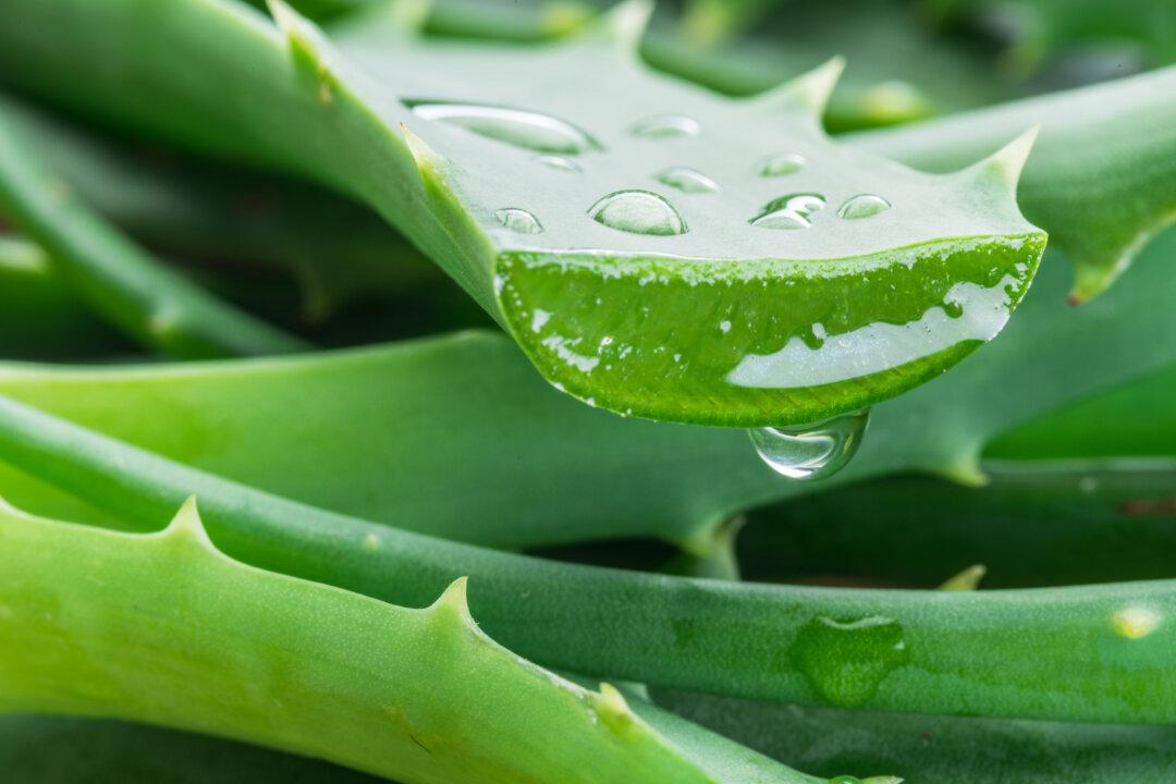 Could a Complex Carbohydrate Be the Key to Solving Alzheimer’s?