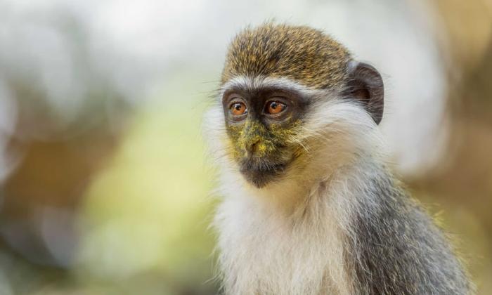 Green Monkeys, You Say? BioNTech’s mRNA Factory and the Marburg Virus