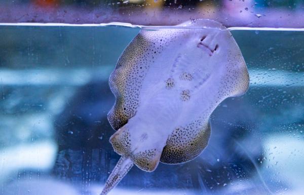 A sting ray swims in a new aquarium as part of two ocean-themed exhibits at Discovery Cube, a children's educational museum in Santa Ana, Calif., on June 22, 2023. (John Fredricks/The Epoch Times)