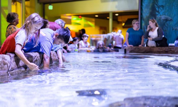 OC Discovery Cube Features New Hands-On ‘Ocean Encounter’ With Sea Life