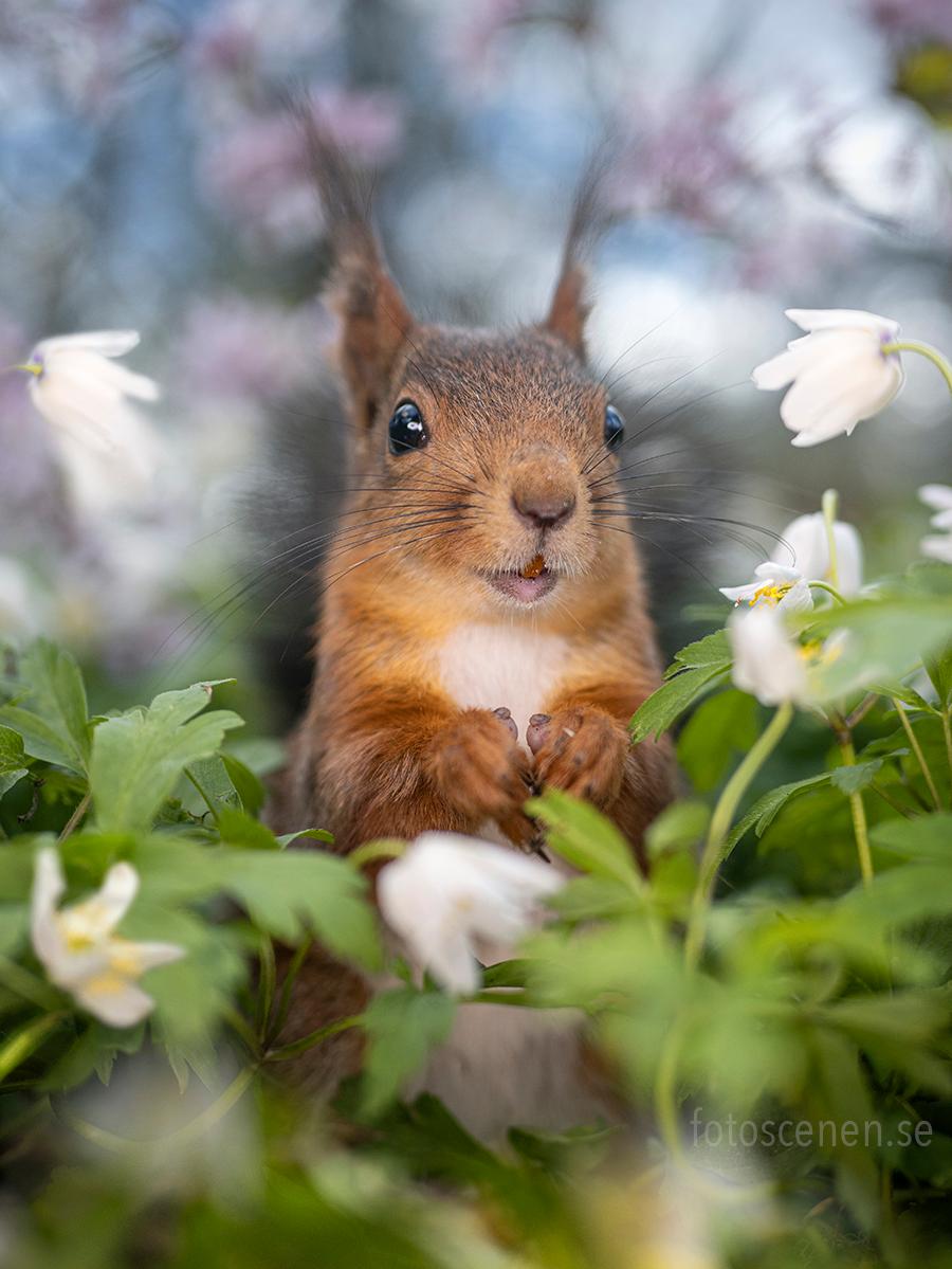 (Courtesy of <a href="https://www.instagram.com/squirrels_by_fotoscenen/">Johnny Kääpä</a>)