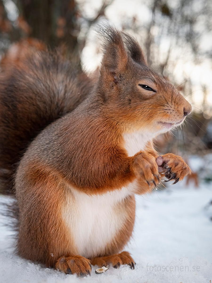 "I've been expecting you". (Courtesy of <a href="https://www.instagram.com/squirrels_by_fotoscenen/">Johnny Kääpä</a>)