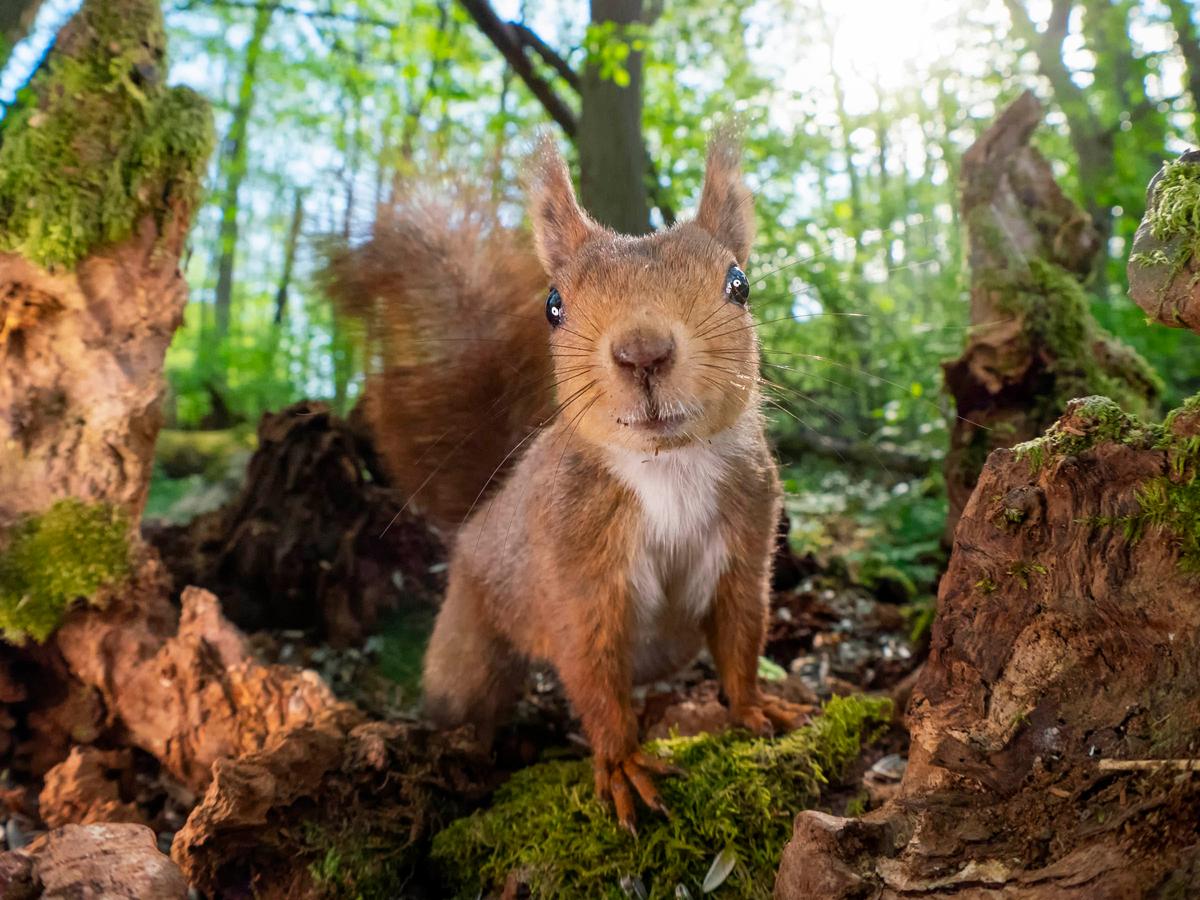 "Perfect pose". (Courtesy of <a href="https://www.instagram.com/squirrels_by_fotoscenen/">Johnny Kääpä</a>)