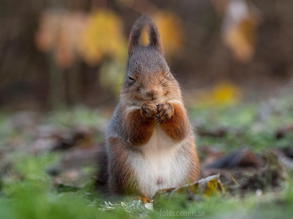 "Well chuffed". (Courtesy of <a href="https://www.instagram.com/squirrels_by_fotoscenen/">Johnny Kääpä</a>)