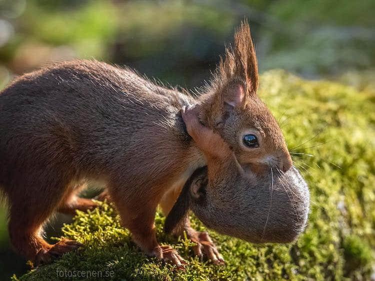 "Hang on little buddy". (Courtesy of <a href="https://www.instagram.com/squirrels_by_fotoscenen/">Johnny Kääpä</a>)