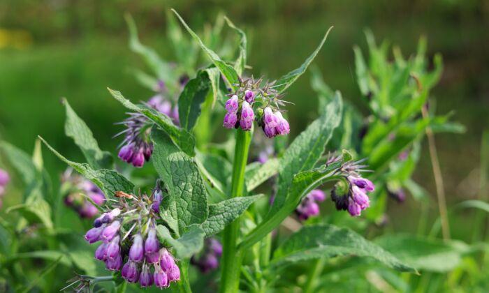 Make Your Own Natural Fertilizer From Comfrey Leaves