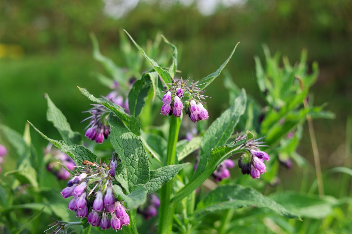 Make Your Own Natural Fertilizer From Comfrey Leaves