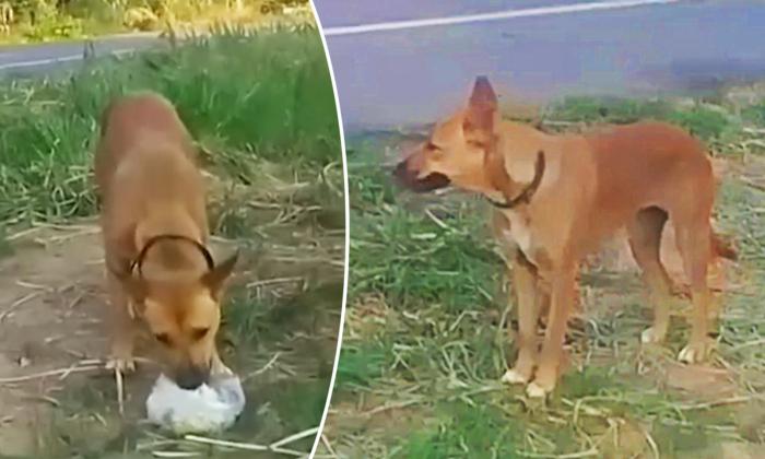 Abandoned Dog Waits by the Roadside for 2 Months for Its Owner to Return