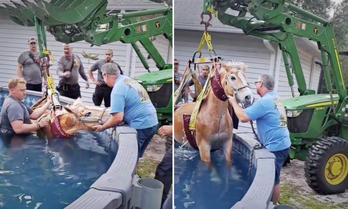 VIDEO: Fire Rescue Gets Call of Panicked Horse Stuck in Swimming Pool—Here’s What Happened Next