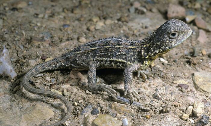 Lizard Location Under Guard to Save Rare Species