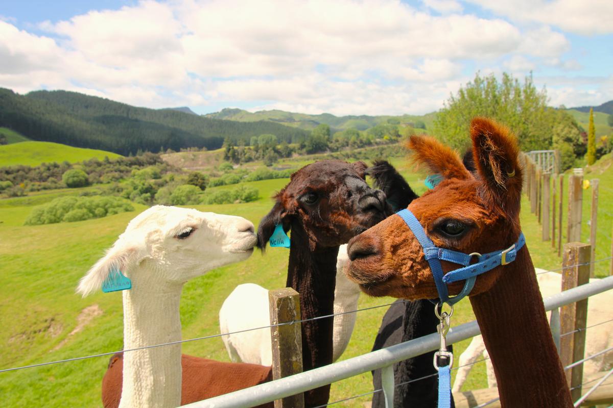 Nirvana, Nella, and Musty, resident alpacas at Nevalea Alpacas, the largest alpaca farm in New Zealand, frame the emerald-green landscape of the North Island. (Mary Ann Anderson/TNS)