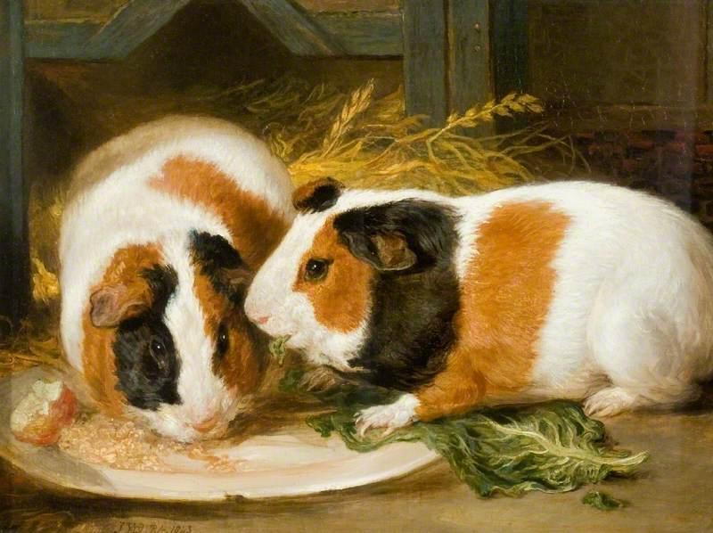 Oh, How Guinea Pigs Multiply: ‘Pigs Is Pigs’