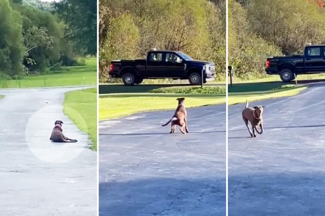 Grateful Dog Waits in the Driveway Every Day for the Miner Who Rescued Her 2 Years Ago: VIDEO