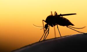 Potentially Life-Threatening Mosquito-Borne Illness Lands in New York City Infecting 3, Possibly 4