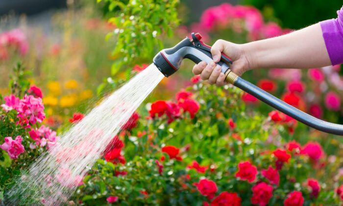 The Best Time of Day to Water Your Plants