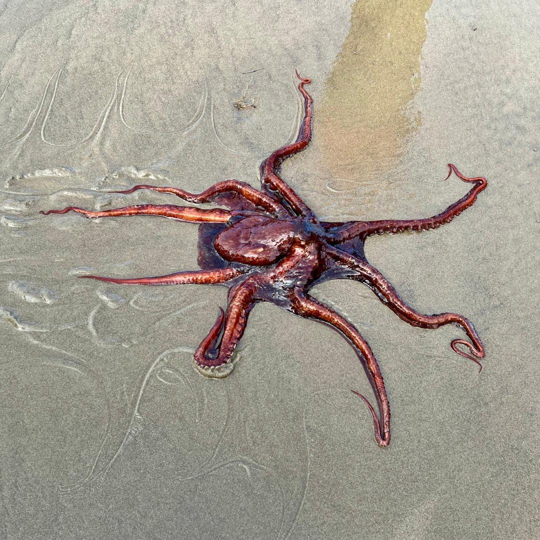 A giant Pacific octopus that was found stranded by a beach visitor 0n June 7, 2023. (Courtesy of Ben Meek & Lisa Habecker | HRAP)