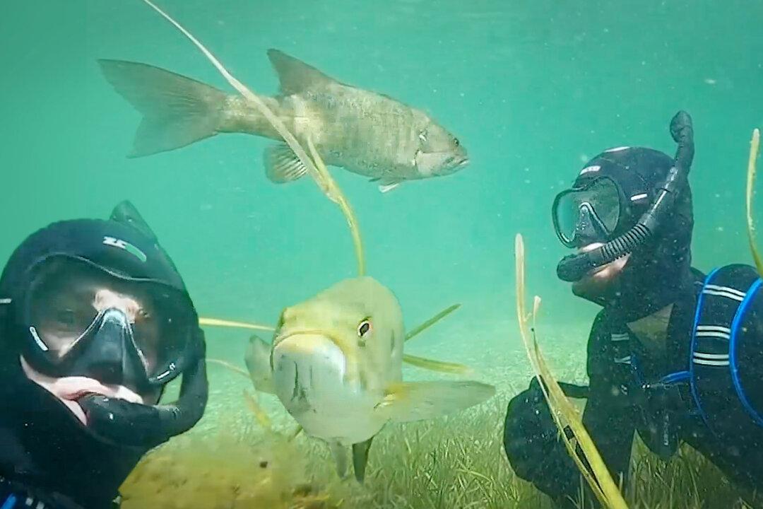 Diver Encounters Bass and They Become ‘Friends’ As He Returns Each Summer and the Fish Recognizes Him